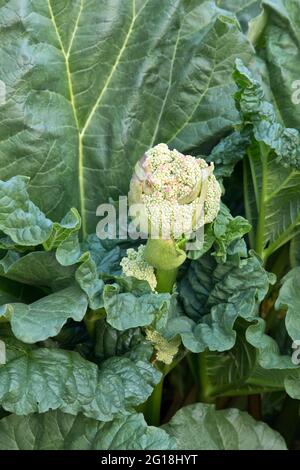 Floraison Rhubarb 'Rheum rhabarbarum' , culture de légumes dans le jardin. Banque D'Images