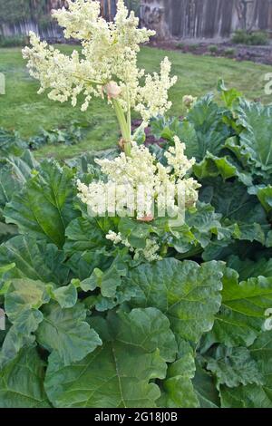 Rhubarb 'Rheum rhabarbarum' floraison, culture de légumes dans le jardin. Banque D'Images