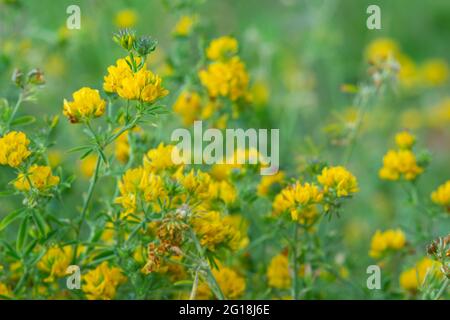 lucerne jaune, Medicago falcata Banque D'Images