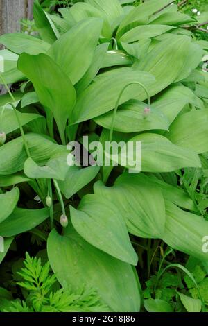 Allium ursinum. Ail sauvage ou oignon ours une plante avec de grandes feuilles juteuses est saine avec une saveur caractéristique d'ail. Mise au point sélective. Banque D'Images