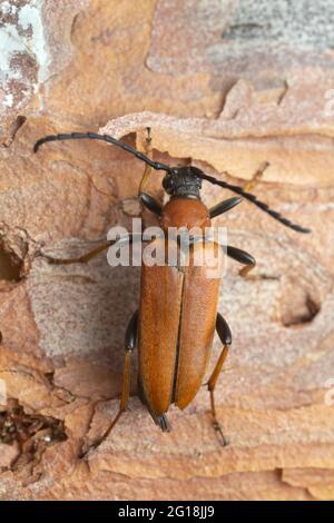 Coléoptère rouge longhorn femelle, Leptura rubra sur écorce de pin, macro photo Banque D'Images