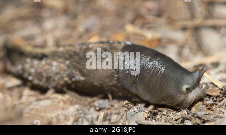 Slug de Keelback, Limax cinereoniger au sol, photo macro Banque D'Images