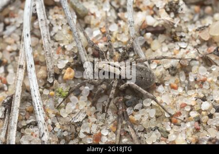 Araignée de loup brûlée, Xerolycosa nemoralis sur le sable Banque D'Images