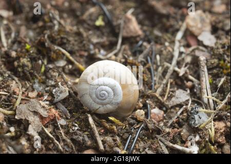 Gros plan d'un escargot de la lande orientale, Xérolenta obvia escargot dans un environnement sec Banque D'Images