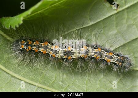 Pied à quatre points, Lithosia quadra larva sur la feuille de noisette Banque D'Images