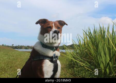 Chien heureux au parc Banque D'Images