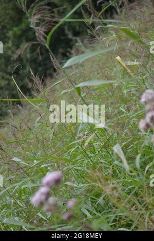 Lames d'herbe dans un pré sauvage non coupé : têtes de semis à plumes et graines sur de grandes tiges vertes herbeuses Banque D'Images