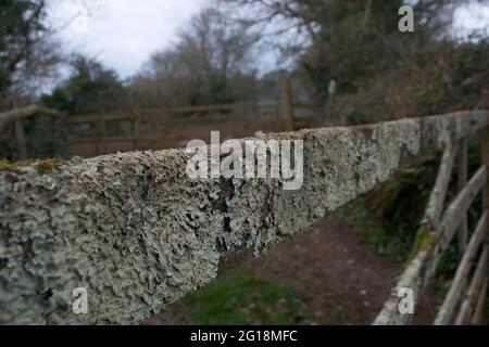 Détail de la latte supérieure d'une barrière à cinq barres dans une clôture en bois. Couvert de lichen gris et de grognements mousseux, montrant l'âge de ce morceau de bois très ancien. Banque D'Images