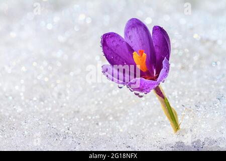 Le crocus fleuris par une journée ensoleillée au printemps, sous la neige blanche étincelante, en gros plan avec de l'espace pour le texte Banque D'Images