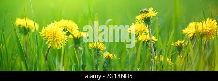 Gros plan sélectif des pissenlits jaunes sur la prairie printanière, bannière. Fleurs jaunes dans l'herbe verte sur le champ. Taraxacum officinale Banque D'Images