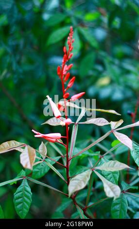 Amargo ou genteng peujit plante dans le jardin. Également connu sous le nom de Quassia amara. Banque D'Images