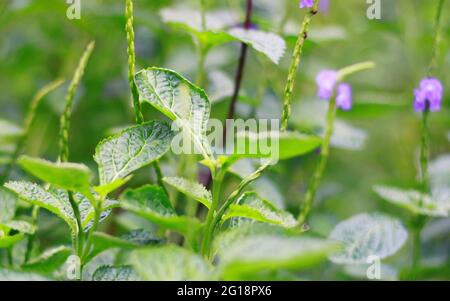 Velvetberry ou Stachytarpheta mutabilis plante dans le jardin. En Indonésie, on a appelé le jarong ungu. Banque D'Images