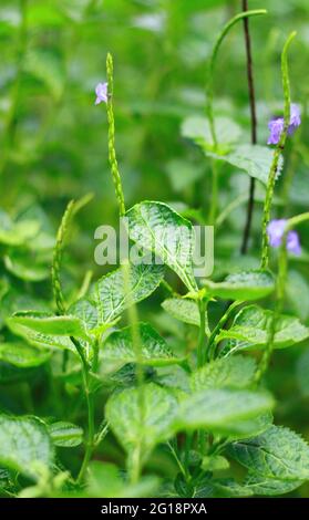 Velvetberry ou Stachytarpheta mutabilis plante dans le jardin. En Indonésie, on a appelé le jarong ungu. Banque D'Images