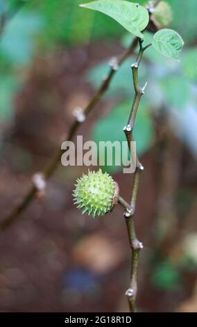 Le fruit de pomme d'épine ou le kecubung poussent sur la plante. Banque D'Images