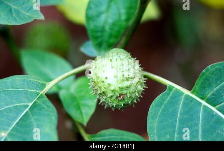 Le fruit de pomme d'épine ou le kecubung poussent sur la plante. Banque D'Images