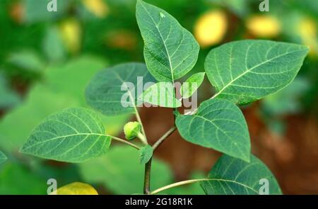 Usine de pommes de terre ou de métel de Datura dans le jardin. En Indonésie appelé kecubung. Banque D'Images
