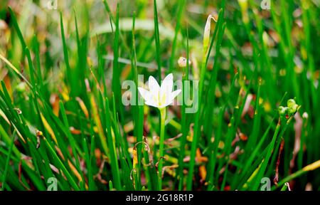 Fleur blanche ou zèphyrlis d'automne dans le jardin. En Indonésie appelé kembang coklat. Banque D'Images