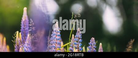 Bush of Wild Flowers Lupin in Summer Field Panorama de Meadow Summer Background. Lupinus, communément appelé Lupin ou Lupin, est UN genre de floraison Banque D'Images