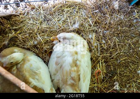 Deux canards de chemin indiens reposant sur leur ferme de Spencerville, dans l'Indiana. Banque D'Images