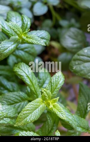 Concept de produits à la menthe fraîche. Jardin, commun, agneau, menthe maquereau, mentha spicata plante verte aromatique plante vivace saine trouvée dans les pâtes dentifrices Banque D'Images