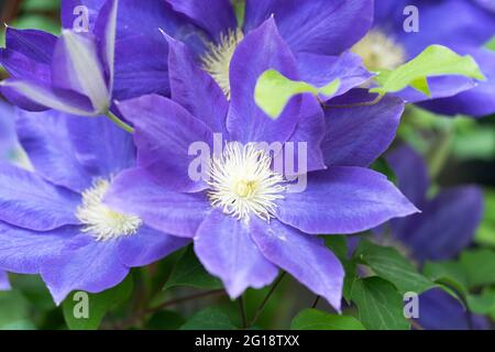 Purple Clematis Jackmanii, fleurs, grimpeurs de jardin Banque D'Images