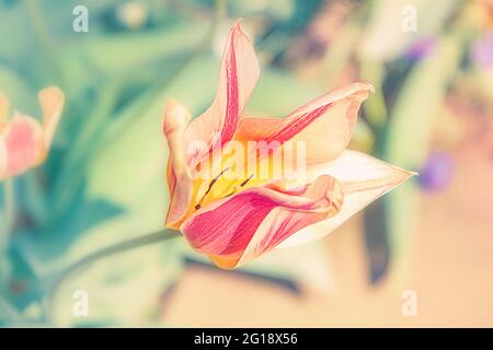 Atmosphère, mer surréaliste de ​​flowers fait de tulipes comme une décoration émotionnelle dans l'après-vie - le deuil et la mort - une touche d'émotions. Banque D'Images