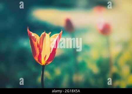 Atmosphère, mer surréaliste de ​​flowers fait de tulipes comme une décoration émotionnelle dans l'après-vie - le deuil et la mort - une touche d'émotions. Banque D'Images