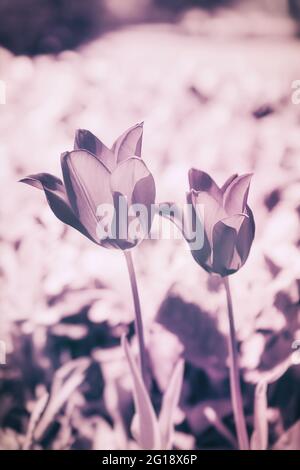 Atmosphère, mer surréaliste de ​​flowers fait de tulipes comme une décoration émotionnelle dans l'après-vie - le deuil et la mort - une touche d'émotions. Banque D'Images