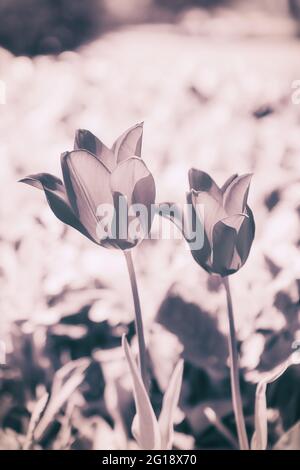 Atmosphère, mer surréaliste de ​​flowers fait de tulipes comme une décoration émotionnelle dans l'après-vie - le deuil et la mort - une touche d'émotions. Banque D'Images