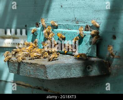 Gros plan d'un essaim d'abeille sur une ruche en bois dans un apiculteur. Banque D'Images
