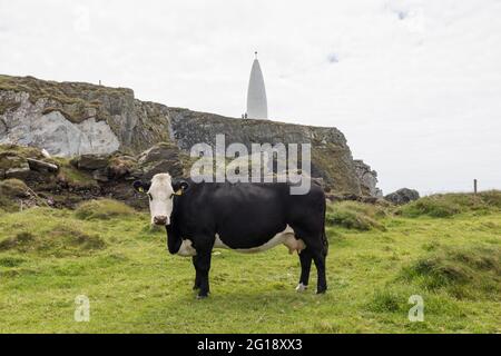 Baltimore, Cork, Irlande. 05e juin 2021. Les bovins marchent sur le promontoire avec un point de vue pittoresque surplombant le port de Baltimore, Co. Cork, Irlande. - crédit; David Creedon / Alamy Live News Banque D'Images