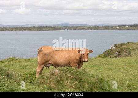 Baltimore, Cork, Irlande. 05e juin 2021. Les bovins marchent sur le promontoire avec un point de vue pittoresque surplombant le port de Baltimore, Co. Cork, Irlande. - crédit; David Creedon / Alamy Live News Banque D'Images