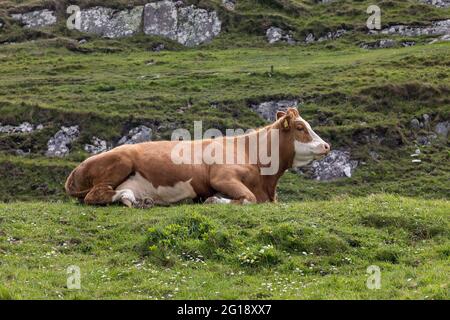 Baltimore, Cork, Irlande. 05e juin 2021. Bétail reposant sur le promontoire avec un point de vue pittoresque surplombant le port de Baltimore, Co. Cork, Irlande. - crédit; David Creedon / Alamy Live News Banque D'Images