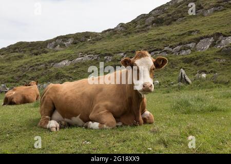 Baltimore, Cork, Irlande. 05e juin 2021. Bétail reposant sur le promontoire avec un point de vue pittoresque surplombant le port de Baltimore, Co. Cork, Irlande. - crédit; David Creedon / Alamy Live News Banque D'Images