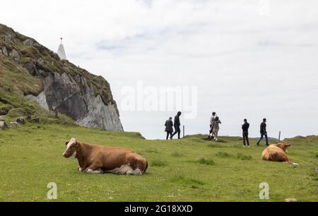 Baltimore, Cork, Irlande. 05e juin 2021. Les touristes se promènent autour des bovins de repos sur le promontoire et les falaises lors d'un week-end de vacances en banque chaud au Beacon à Baltimore, à l'ouest de Cork, en Irlande. - crédit; David Creedon / Alamy Live News Banque D'Images