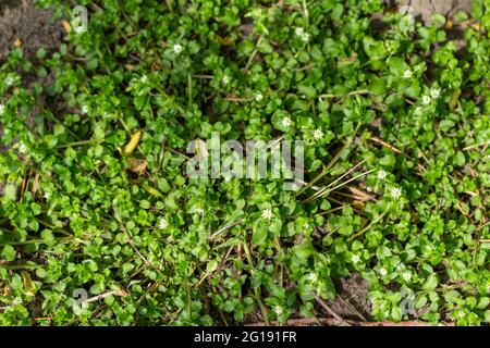 Vue d'arrière-plan pleine texture des fleurs de mauvaises herbes (milieux Stellaria) avec de minuscules fleurs blanches et des feuilles vertes comestibles Banque D'Images