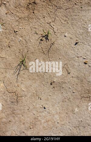 sol désertique sec avec deux pousses d'herbe dans la pose plate persperctive Banque D'Images