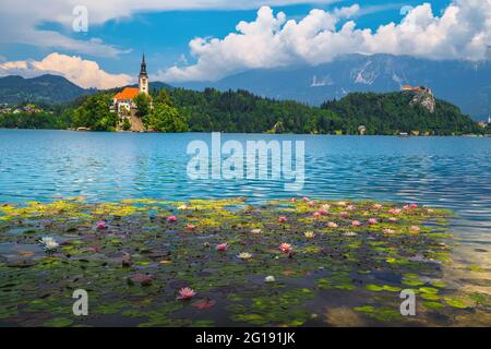 L'un des lieux de voyage les plus visités en Slovénie. Fleurs de lotus sur le lac et célèbre château sur la falaise en arrière-plan, Bled, Slovénie, Banque D'Images