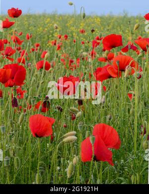 Champ de fleurs de coquelicots rouges (Papaver rhoeas) gros plan. La plante est également connue sous le nom de rose de maïs, commune, maïs , champ , Flandre ou coquelicot rouge. Banque D'Images