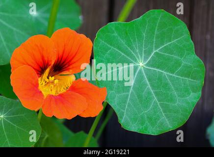 Le jardin nasturtium (Tropaeolum majus) fleurit dans le jardin. La plante est également connue sous le nom de nasturtium, cresson indien ou cresson de moines. Banque D'Images