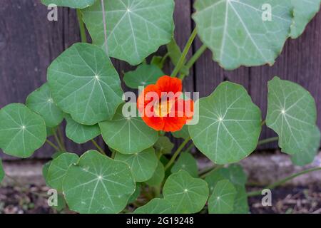 Le jardin nasturtium (Tropaeolum majus) fleurit dans le jardin. La plante est également connue sous le nom de nasturtium, cresson indien ou cresson de moines. Banque D'Images