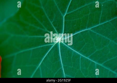 Feuille verte du jardin nasturtium (Tropaeolum majus) également connue sous le nom de nasturtium, cresson indienne ou cresson de moines. Banque D'Images