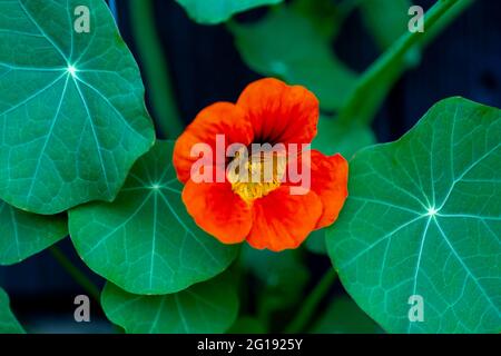 Le jardin nasturtium (Tropaeolum majus) fleurit dans le jardin. La plante est également connue sous le nom de nasturtium, cresson indien ou cresson de moines. Banque D'Images