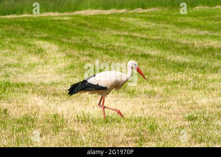 une belle cigogne blanche cherche de la nourriture dans l'herbe au printemps Banque D'Images