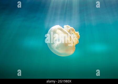 Les Méduses Mastigias, Mastigias papua, etpisonii Jellyfish lake, Micronésie, Palau Banque D'Images