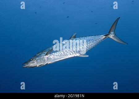 Wahoo, Acanthocybium solandri, Blue Corner, Micronésie, Palaos Banque D'Images