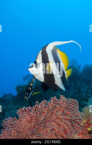 Langriers, Heniochus acuminatus, Siaes tunnel, Micronésie, Palaos Banque D'Images