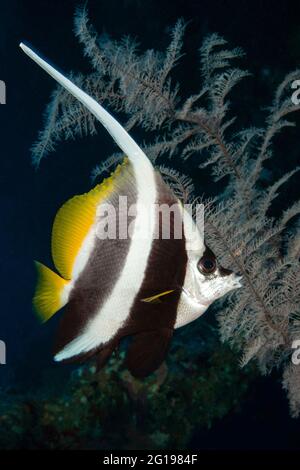 Langriers, Heniochus acuminatus, Siaes tunnel, Micronésie, Palaos Banque D'Images