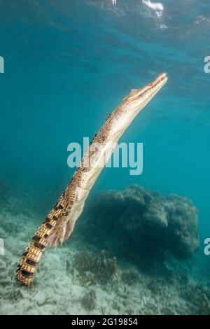 Crocodile d'eau salée, Crocodylus porosus, Micronésie, Palau Banque D'Images