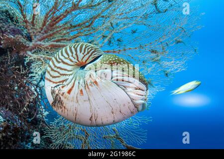 Nautilus Nautilus chambré, belauensis, Micronésie, Palau Banque D'Images